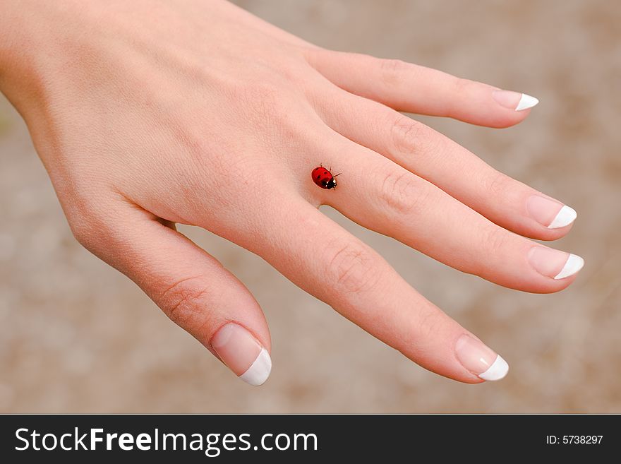 Small red ladybug on a hand