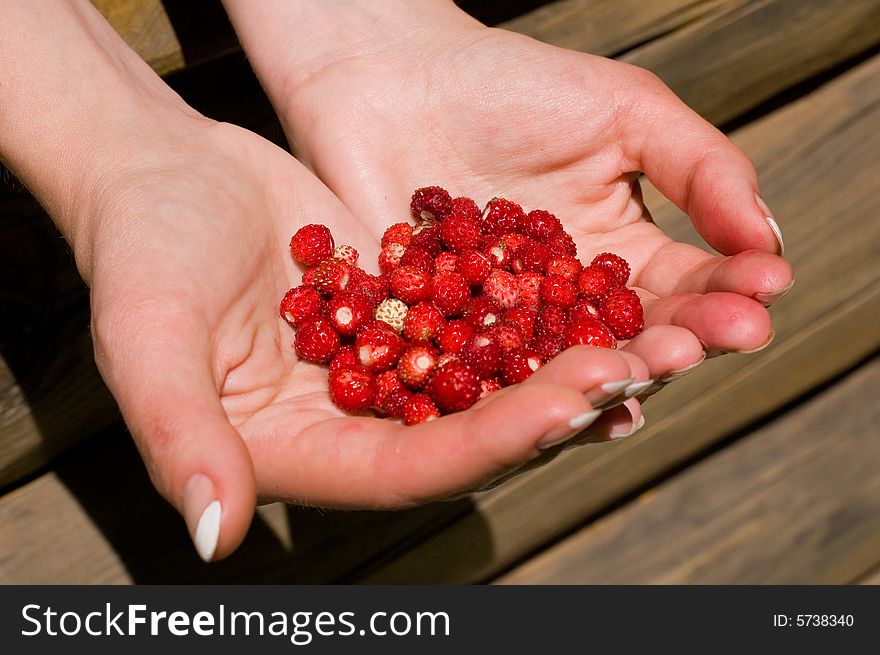 Handfull of small wild strawberries. Handfull of small wild strawberries