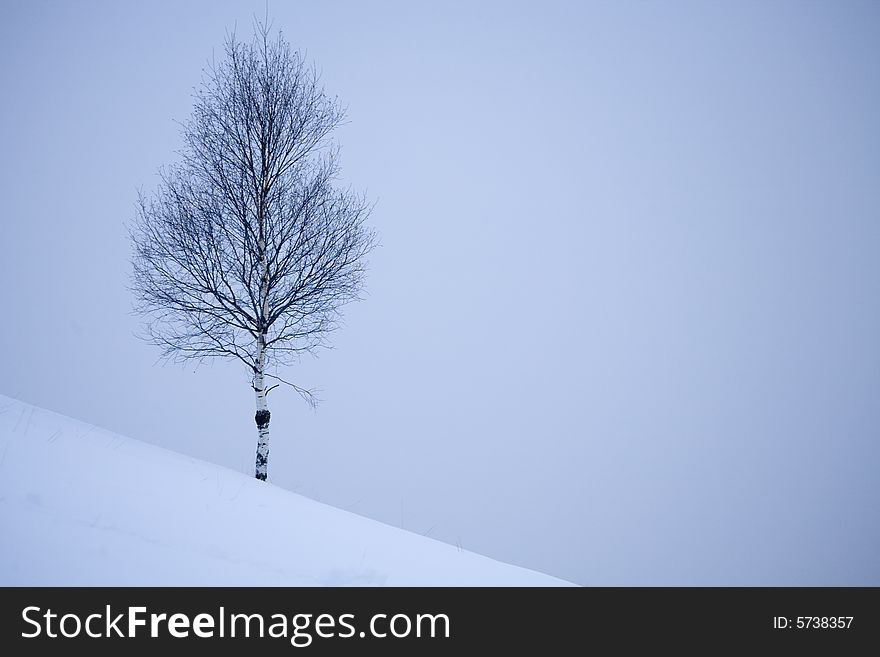 A snowy winter scene with tree. A snowy winter scene with tree