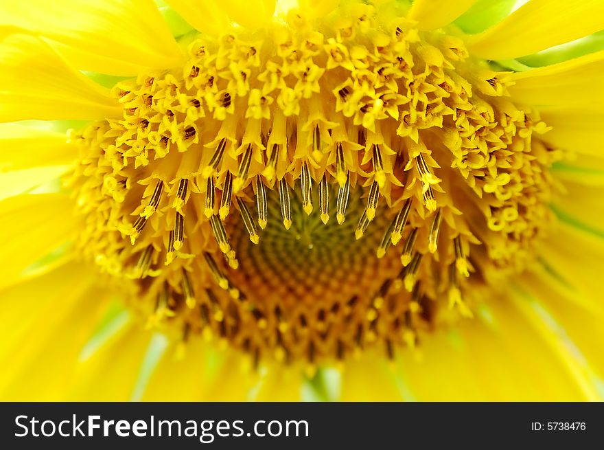 Macro Of Sunflower