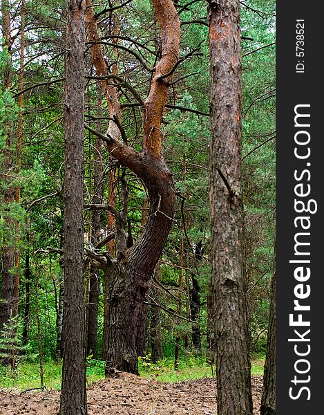 Curly pine tree in a forest