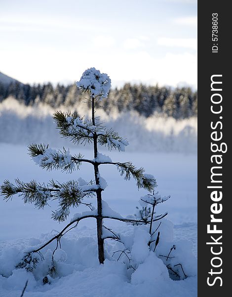 A snowy winter scene with little pine. A snowy winter scene with little pine