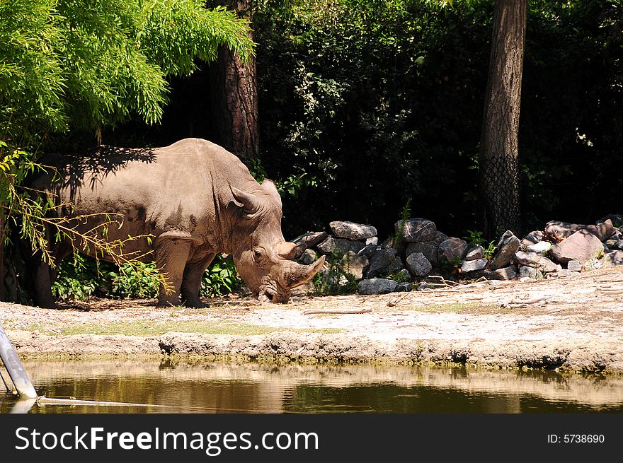 A view with a rhinoceros in a zoo