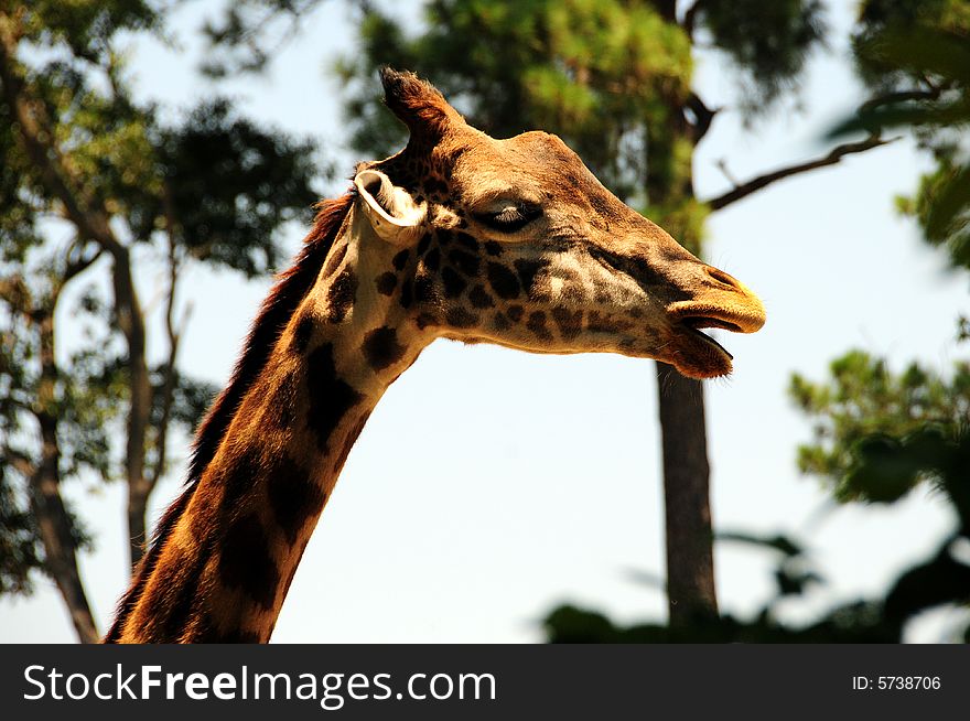 Giraffe in the savanna, long neck and curious face. Giraffe in the savanna, long neck and curious face