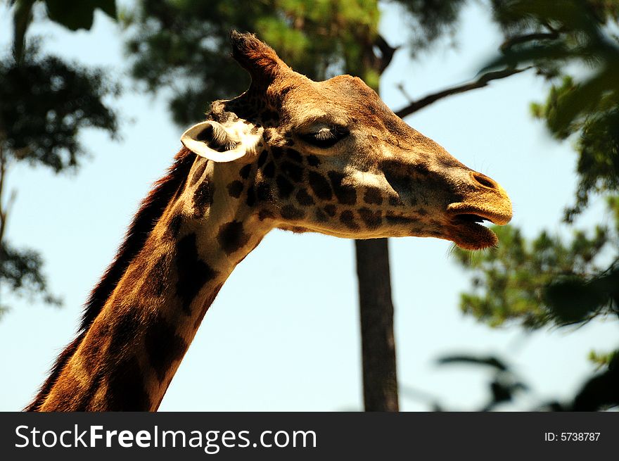 Giraffe in the savanna, long neck and curious face. Giraffe in the savanna, long neck and curious face