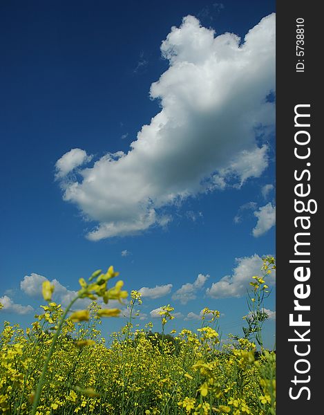 A field of rape (colza) plants in bloom (in latin - Brassica napus or Brassica oleifera). Rapeseed is widely used for biodiesel production.