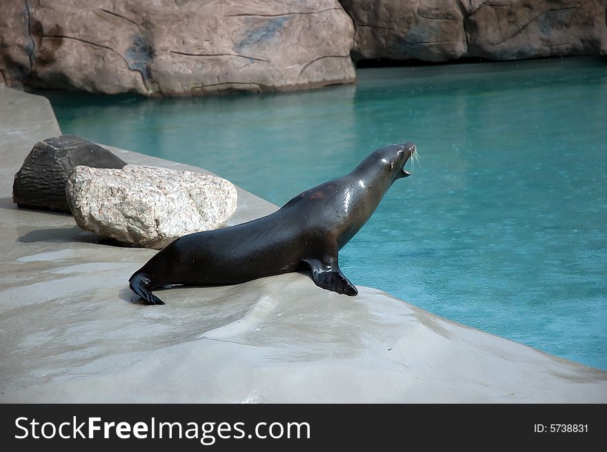 California Sea Lion in zoo of Opole, Poland