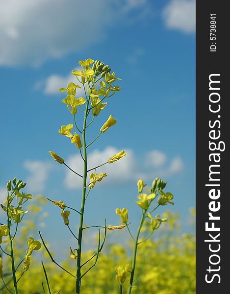 A field of rape (colza) plants in bloom (in latin - Brassica napus or Brassica oleifera). Rapeseed is widely used for biodiesel production.