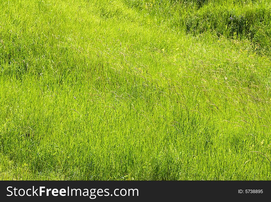 Green lush summer grass texture. Green lush summer grass texture