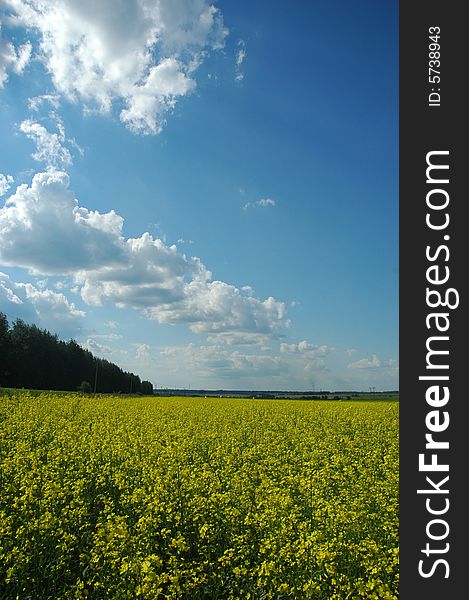 A field of rape (colza) plants in bloom (in latin - Brassica napus or Brassica oleifera). Rapeseed is widely used for biodiesel production.