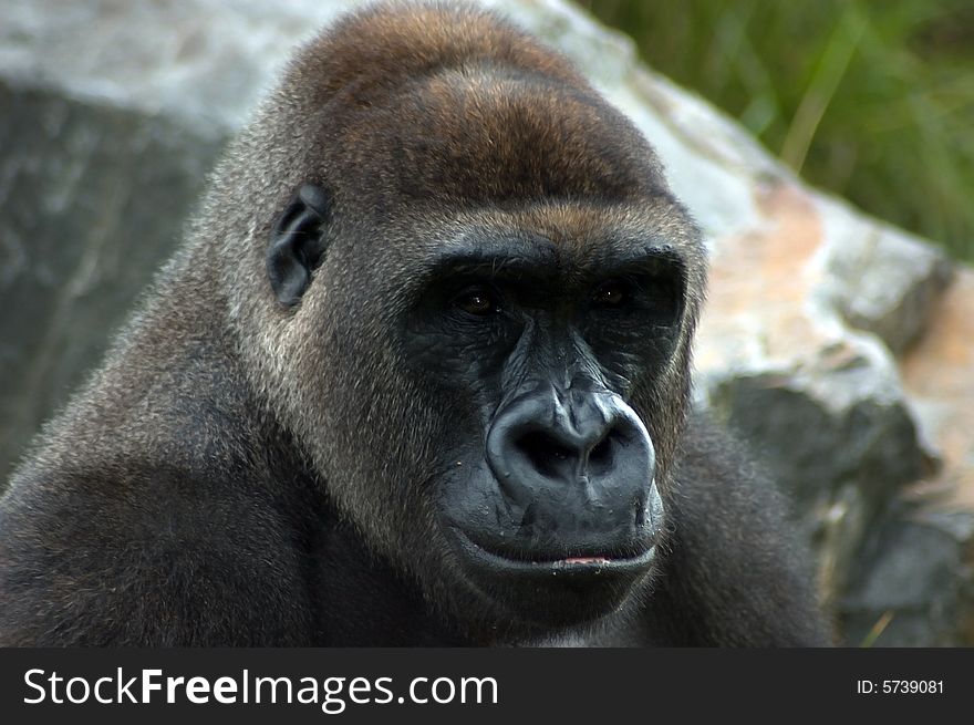 Portrait of gorilla in natural environment. Portrait of gorilla in natural environment.