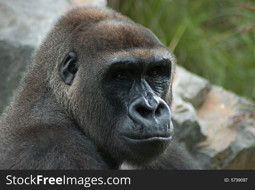 Portrait of gorilla in natural environment. Portrait of gorilla in natural environment.