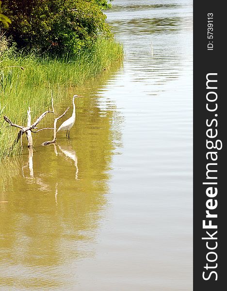 Aquatic white bird on lake. Aquatic white bird on lake