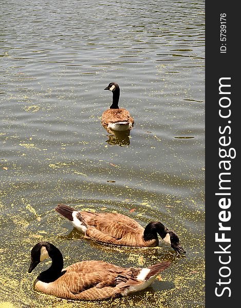 Canadian goose captured while swimming in pond