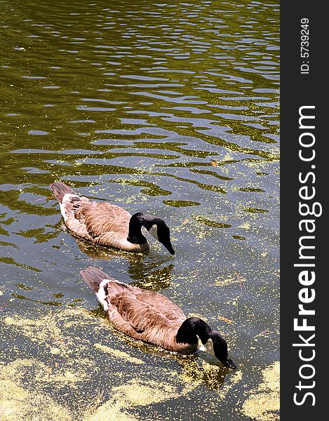 Canadian goose captured while swimming in pond