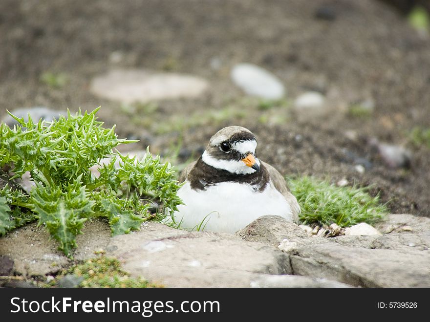 Ringed Plover on Nest