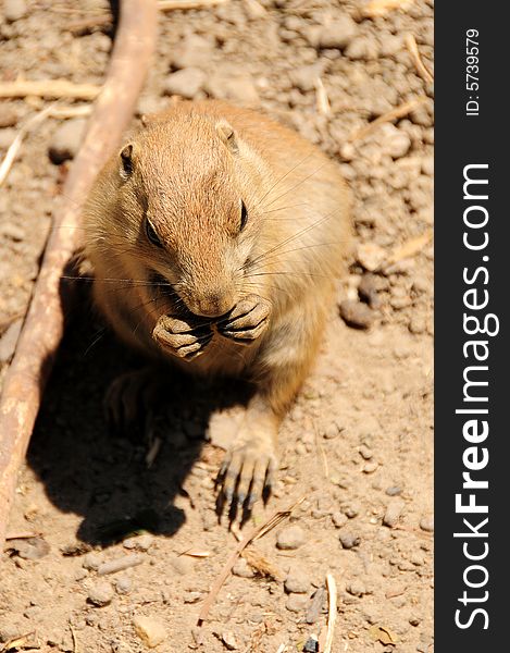 Chipmunk playing in the outdoors