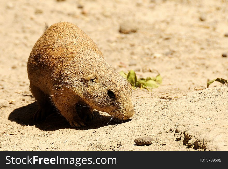 Chipmunk playing in the outdoors