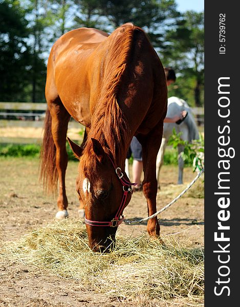 Braun horse grazing behind a fence