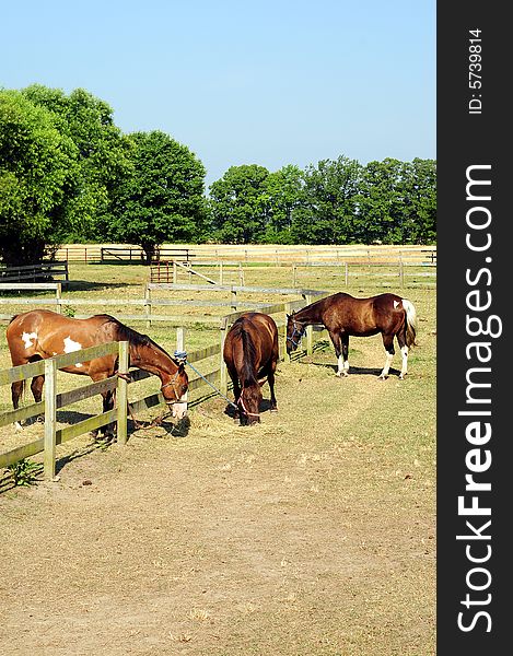 Horses grazing behind a fence