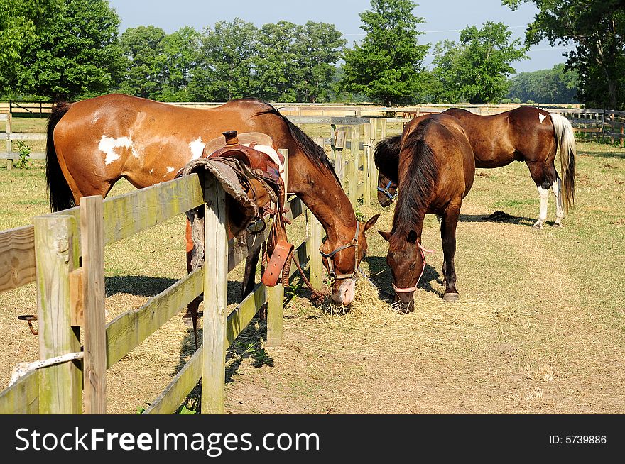 Horses grazing behind a fence