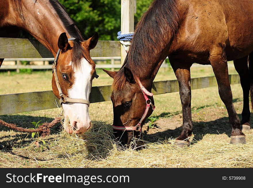 Horses grazing behind a fence