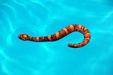 Blue Water And Snake Royalty Free Stock Photos Blue Water And Snake Royalty Free Stock Photos
