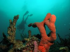 Orange Coral With Diver Stock Photography Orange Coral With Diver Stock Photography