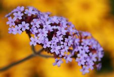 Purple And Yellow Flowers Royalty Free Stock Photography Purple And Yellow Flowers Royalty Free Stock Photography