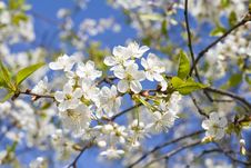 Cherry Tree Royalty Free Stock Images