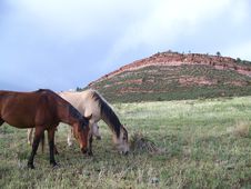 Range Horses Royalty Free Stock Photos Range Horses Royalty Free Stock Photos