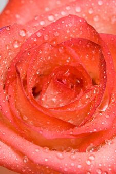 Close-up Of Pink Rose Stock Photography Close-up Of Pink Rose Stock Photography