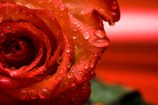 Red Rose With Water Drops Stock Photography Red Rose With Water Drops Stock Photography