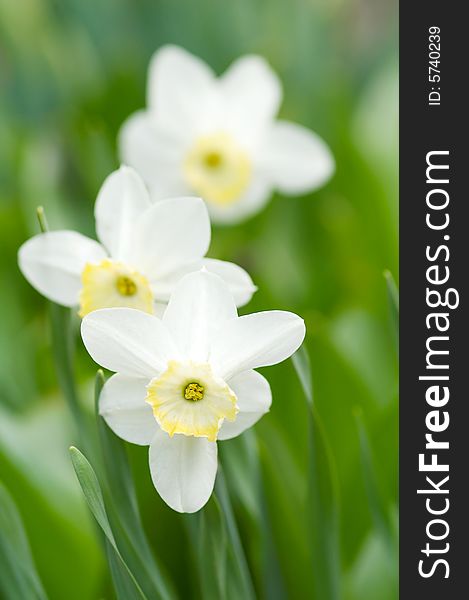 Narcissus flower and leaves, small deep of view
