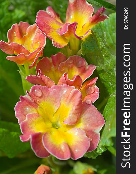 Yellow-red flowers with drops od dew