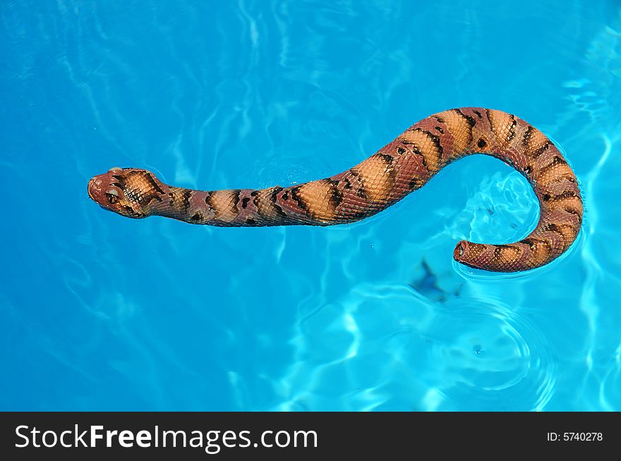 Bright blue pool water background and rubber snake. Bright blue pool water background and rubber snake