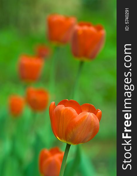 Bunch of tulips on green background, macro shot. Bunch of tulips on green background, macro shot