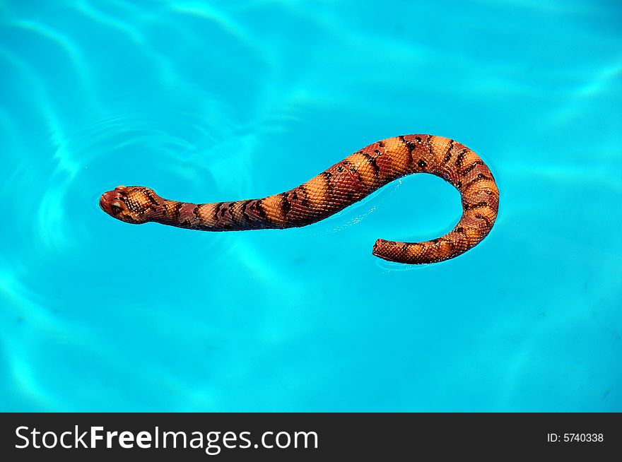 Bright blue pool water background and rubber snake. Bright blue pool water background and rubber snake