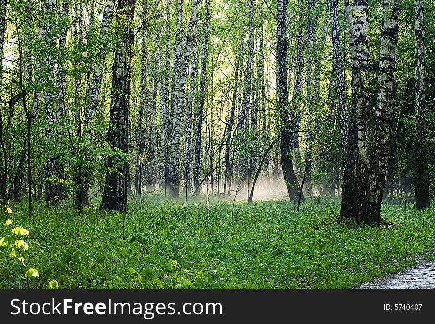 Birch forest with fog under green grass. Birch forest with fog under green grass