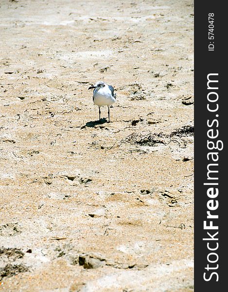 Seagull flying on the beach