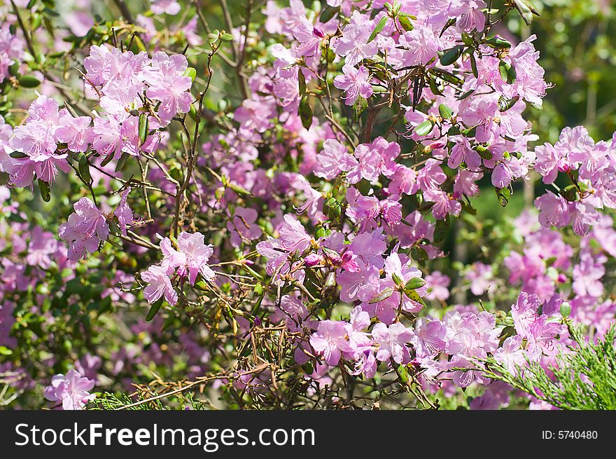 Blossom japan barberry treein the forest