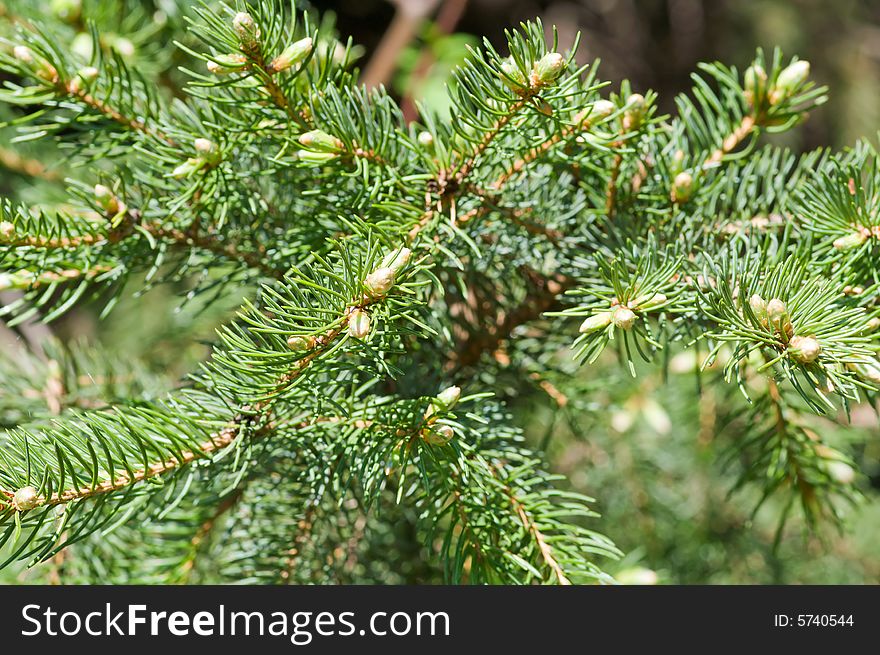 Spring, new fir brairds are growing