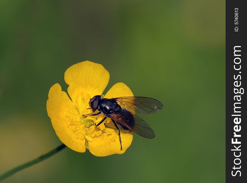 Yellow flower and fly on it in search of dessert. Yellow flower and fly on it in search of dessert