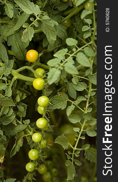 Ripening cherry tomatoes growing on a vine