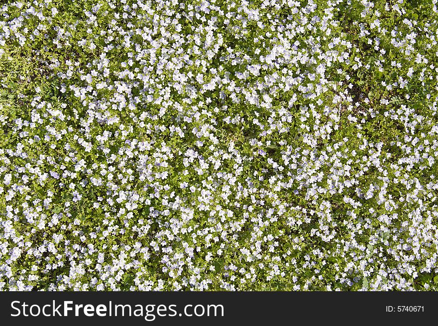 Small blue flowers flower background. Small blue flowers flower background
