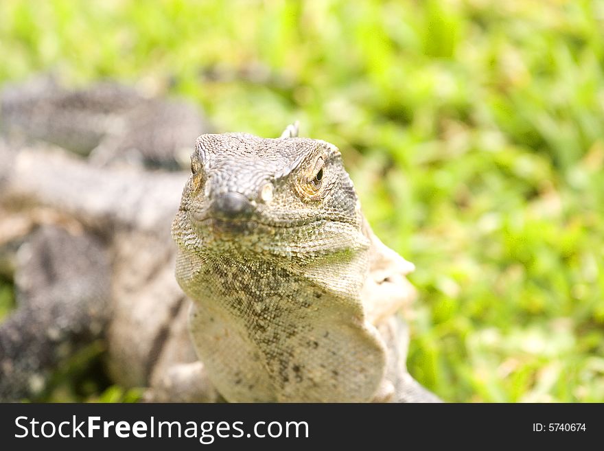 A closeup of an iguana against green grass. A closeup of an iguana against green grass