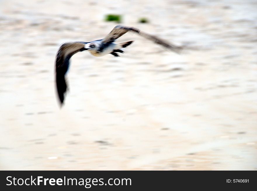 Seagull flying over sandy beach. Motion blur