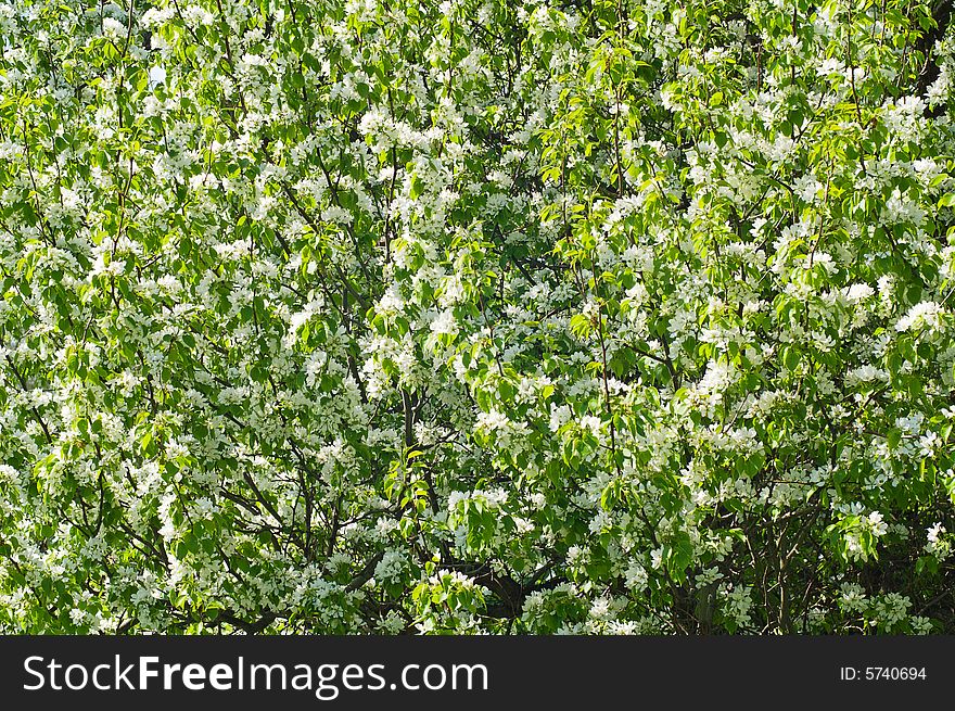 Whithe flowers of blooming apple tree