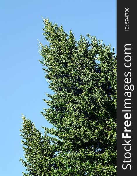 Two firs on clear blue sky background