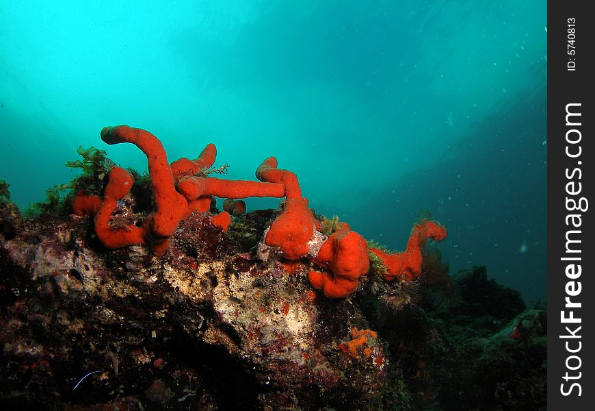 This image was taken at Barracuda Reef off the coast of Dania Beach, Florida. This image was taken at Barracuda Reef off the coast of Dania Beach, Florida